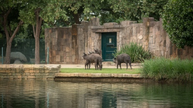 roger williams park zoo